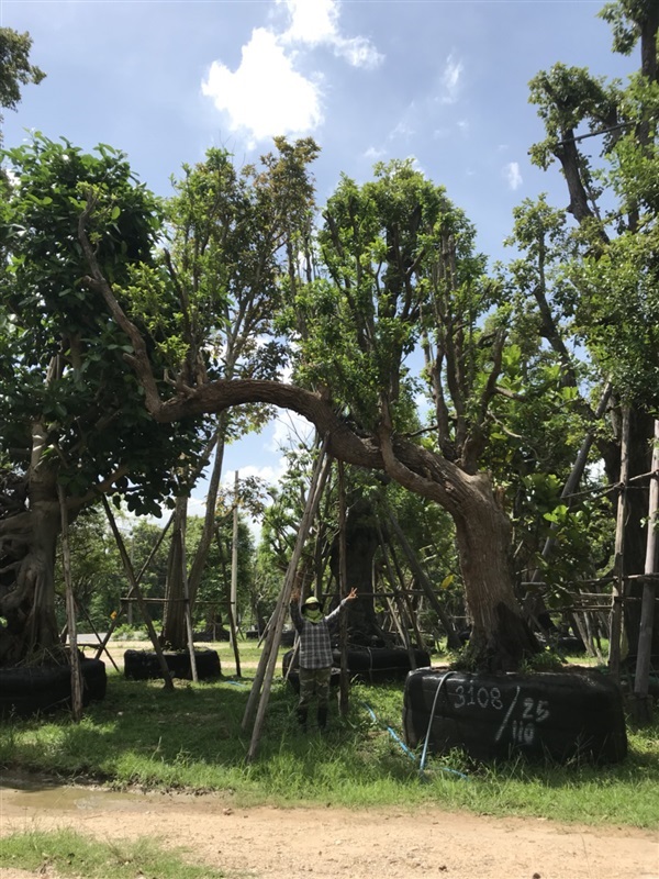 ต้นกันเกราลีลา No.3108 | 1000ไม้เอก - บ้านนา นครนายก