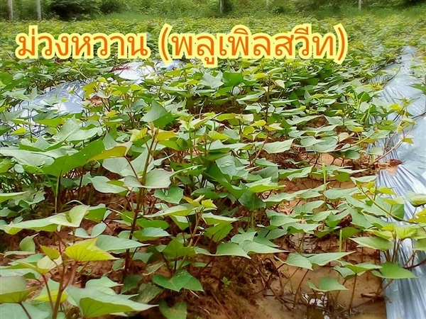 ต้นพันธุ์มันญี่ปุ่น ม่วง  ขายส่วนยอดยาว 30 ซม. | Drenglish Garden มหาสารคาม - กันทรวิชัย มหาสารคาม