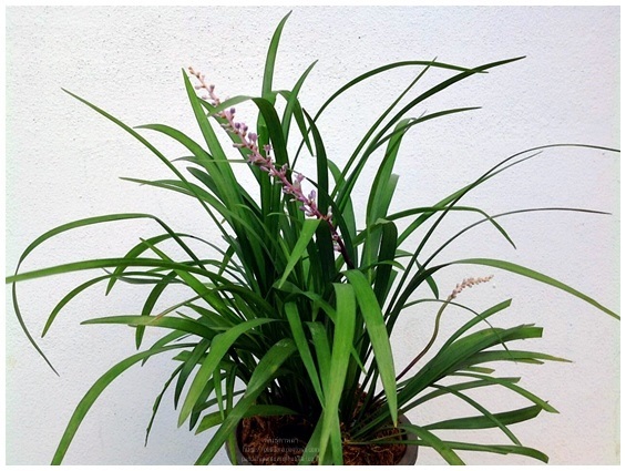 Liriope muscari ดอกสีม่วงอ่อน