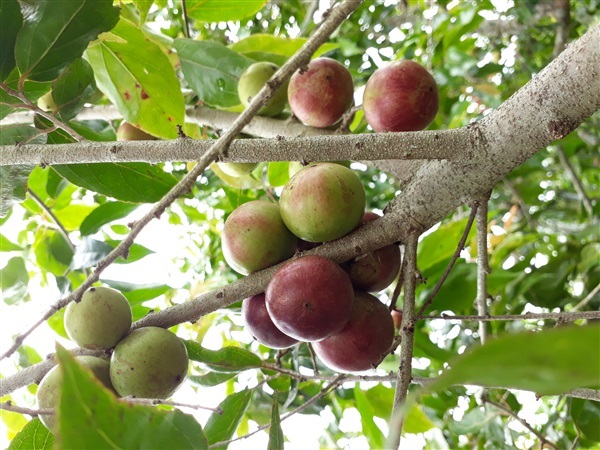 ตะขบยักษ์ ไร้หนาม | มีฮัก การ์เด้น - แก่งคอย สระบุรี