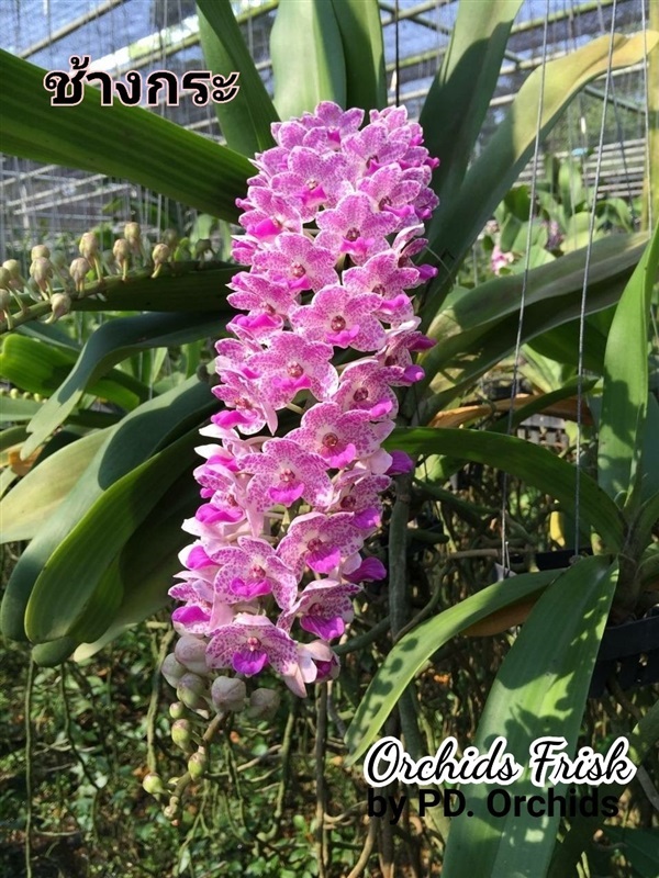 ไม้ขวด ช้างกระ PD | Orchids Frisk by PD.orchids - วัฒนา กรุงเทพมหานคร