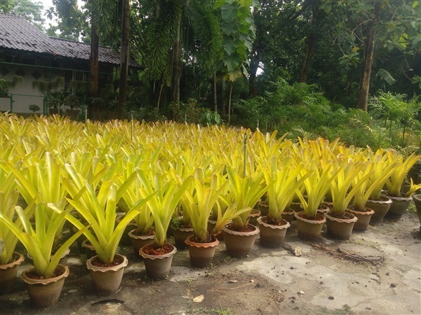 สับปะรดสี Aechmea blanchetiana ปลูกกลางแจ้งทนแดด