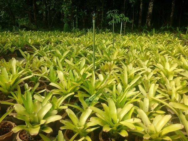 สับปะรดสีเหลืองหรือฟันซิล | สวนของขวัญแอนด์การเด้นท์ - ศรีราชา ชลบุรี