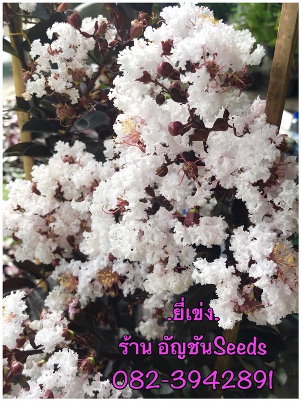 ยี่เข่ง สีขาว | อัญชัน seeds - สวนหลวง กรุงเทพมหานคร