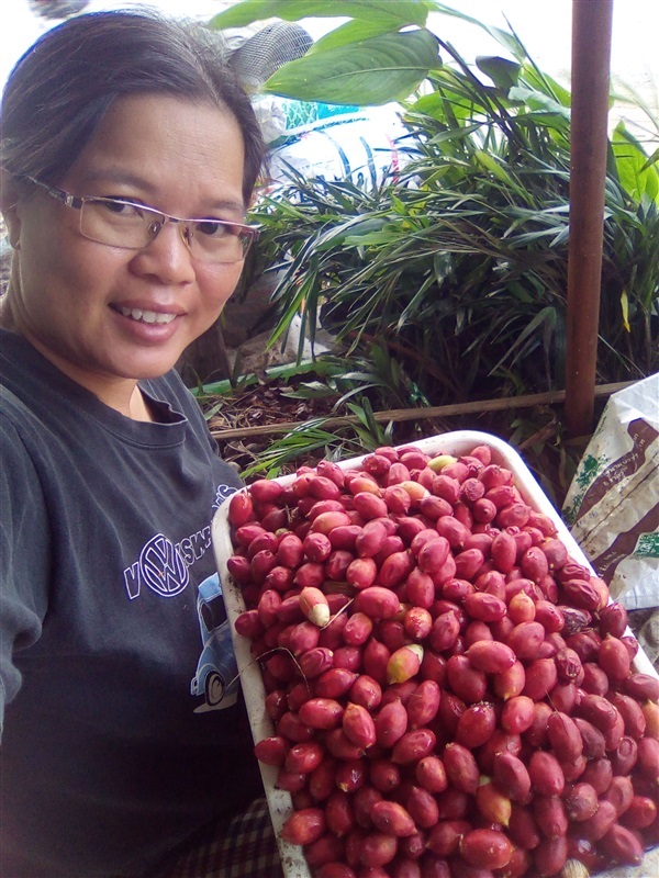 เมล็ดหมากนวลพร้อมปลูกจำนวนมาก | เมล็ดพันธุ์ดี เกษตรวิถีไทย - เมืองระยอง ระยอง