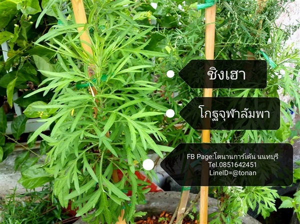 ชิงเฮา/โกฐจุฬาลัมพา | บ้านหญ้าหวาน โตนานการ์เด้น นนทบุรี - ปากเกร็ด นนทบุรี