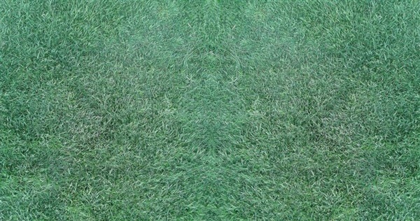 หญ้าพาสพาลั่ม | ไร่หญ้าซาเนียการ์เด้น - ลำลูกกา ปทุมธานี