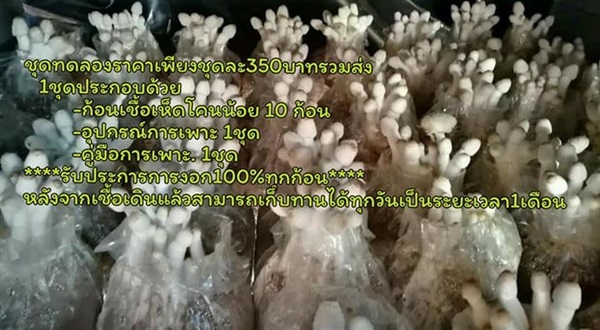 เห็ดโคนน้อย ออแกนิค | wow herb สมุนไพรเพื่อสุขภาพ - เมืองสุพรรณบุรี สุพรรณบุรี