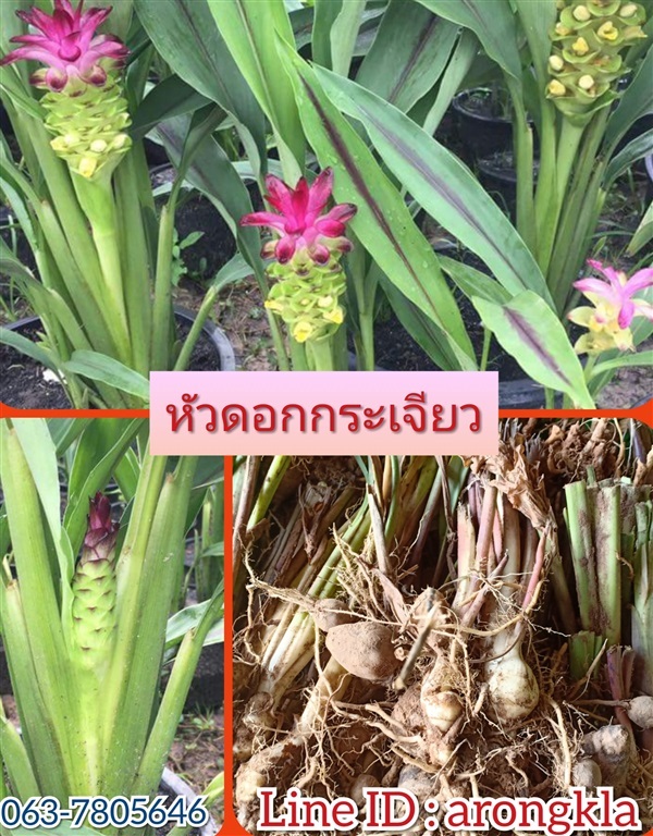 หัวดอกกระเจียว | บ้านสวนหนุ่มเอ - นครไทย พิษณุโลก