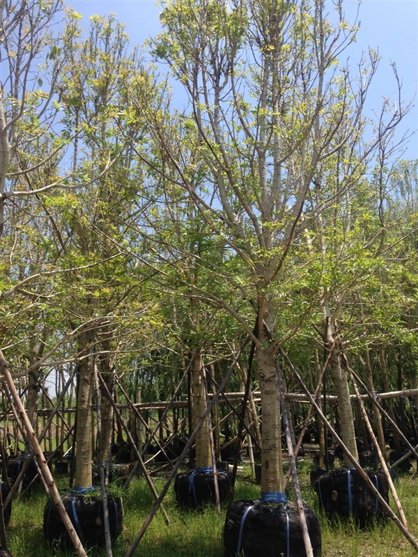 ต้นแคนา | สวนไม้เดือนแก้ว   - วัดเพลง ราชบุรี