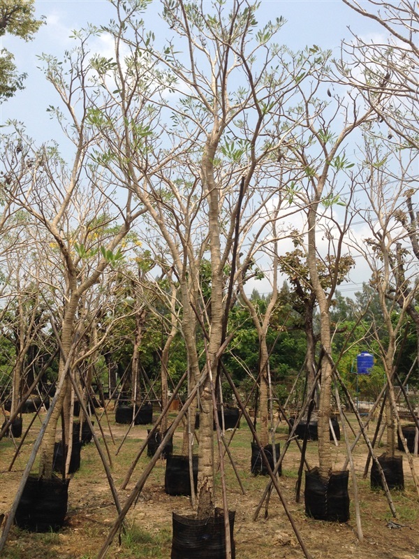 ต้นเหลือง ปรีดียาธร | สวนไม้เดือนแก้ว   - วัดเพลง ราชบุรี