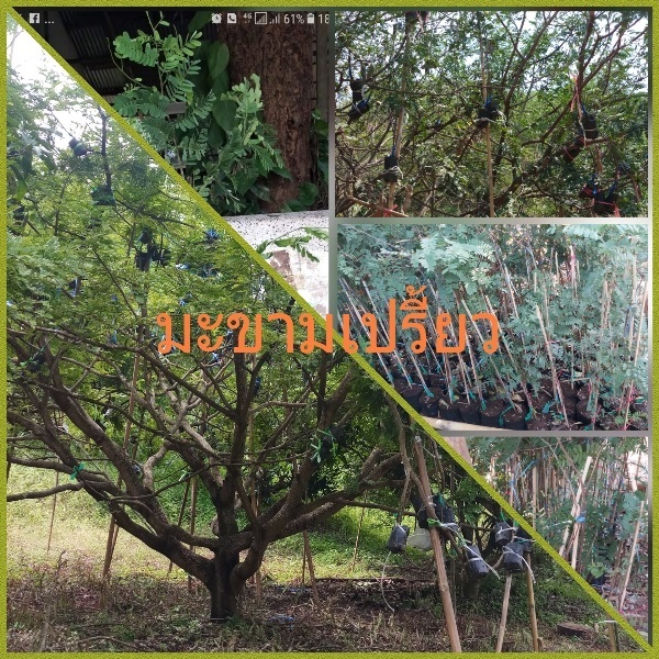 มะขามเปรี้ยว | สวนแก้วตา - วังโป่ง เพชรบูรณ์