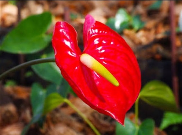 Anthurium