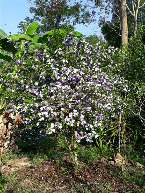 พุดสามสี | สวนสาม ป. - แม่ออน เชียงใหม่