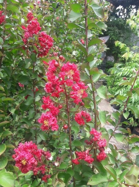 ต้นยี่เข่งสีแดง - Red Crape Myrtle (กทม)       | Kiattisak Pailay - บางกอกน้อย กรุงเทพมหานคร