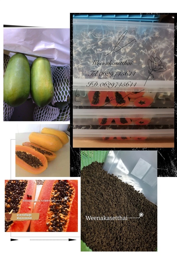 เมล็ดมะละกอฮอลแลนด์ | ร้านวีณาเกษตรไทย - ธัญบุรี ปทุมธานี