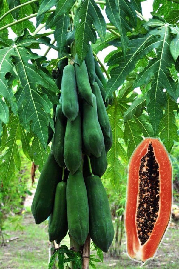 เมล็ดมะละกอแขกดำศรีสะเกษ | ร้านวีณาเกษตรไทย - ธัญบุรี ปทุมธานี