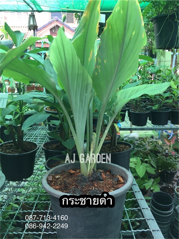 กระชายดำ | AJ Garden -  นนทบุรี