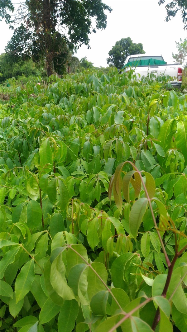 มะกอกป่า | สมบูรณ์จัดหาพันธ์ไม้ - หนองเสือ ปทุมธานี