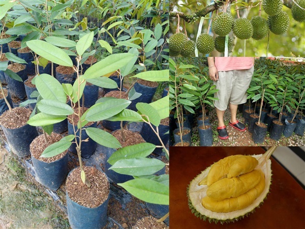 ต้นกล้ามูซานคิง ราชาแห่งทุเรียนระดับเอเชีย รับซื้อส่งออกรสดี
