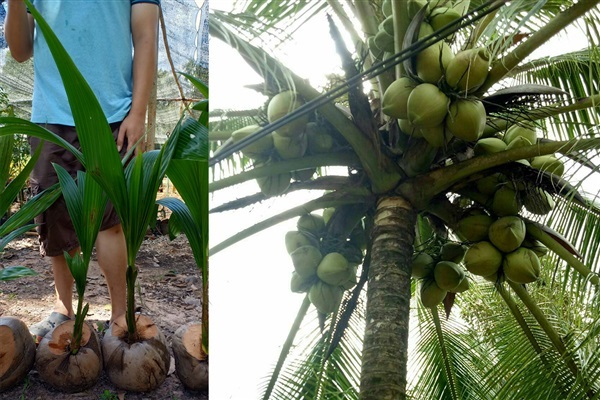 หน่อมะพร้าวชุมพรสอง ให้ผลผลิตเร็ว ต้นเตี้ย ลูกดกเนื้อกะทิหนา | สนั่นดังกล้าต้นไม้ - เมืองชุมพร ชุมพร