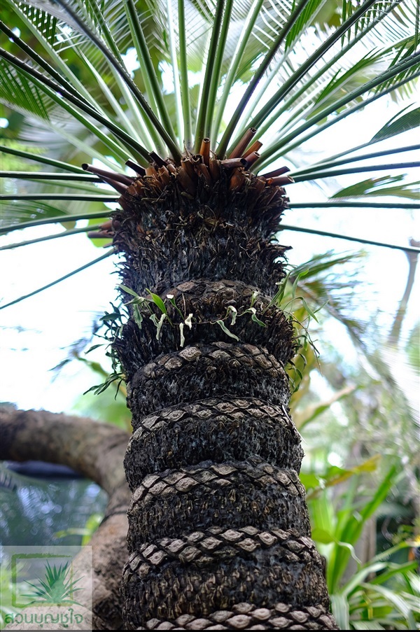 ขายปรงเขาชะเมา (Cycas chamaoensis) สวนบุญชูใจ คลอง 15