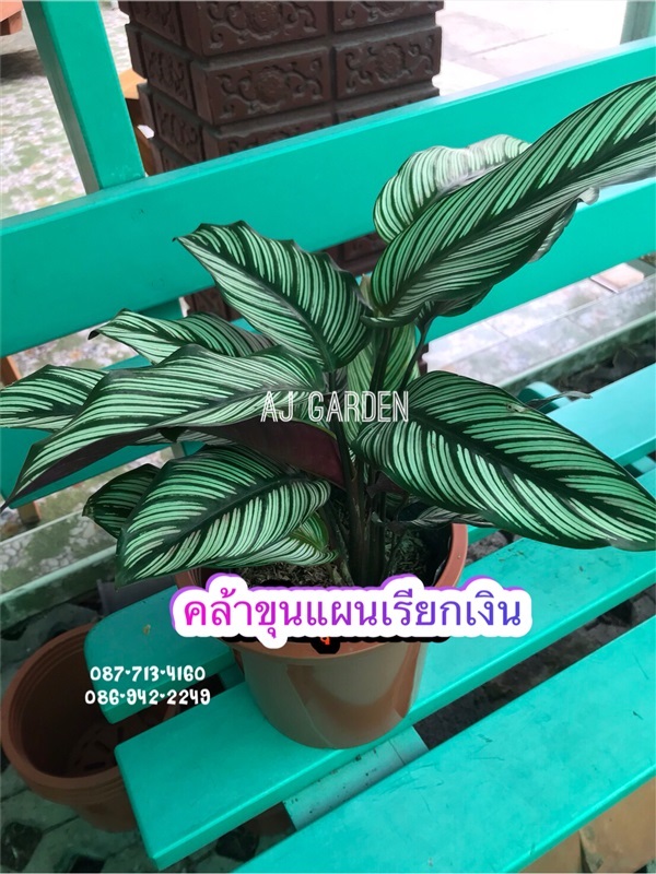 คล้าขุนแผนเรียกเงิน | AJ Garden -  นนทบุรี