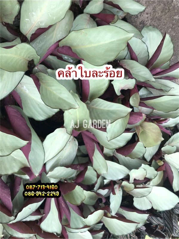 คล้าใบละร้อย | AJ Garden -  นนทบุรี