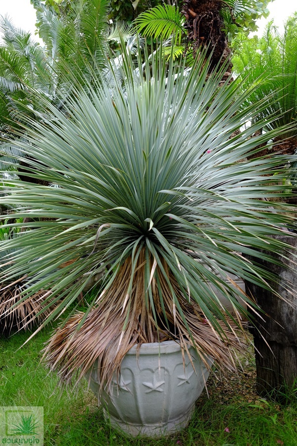 ต้นยุคค่า (Yucca Rostrata) | สวนบุญชูใจ -  นครนายก