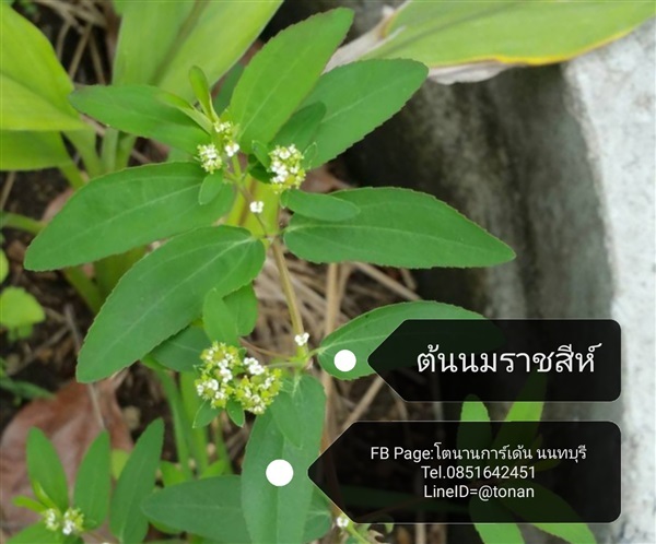 ต้นนมราชสีห์ | บ้านหญ้าหวาน โตนานการ์เด้น นนทบุรี - ปากเกร็ด นนทบุรี