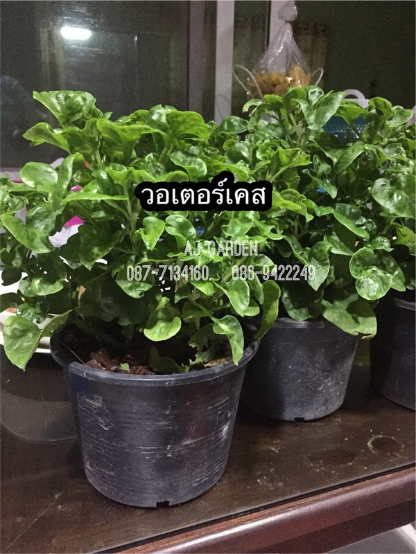 วอเตอร์เครส | AJ Garden -  นนทบุรี