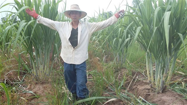 อ้อยคั้นน้ำพันธุ์สุพรรณบุร50 | สวนสมหมั่น - หัวตะพาน อำนาจเจริญ