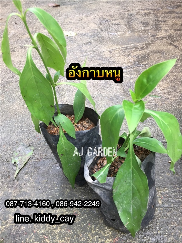 อังกาบหนู | AJ Garden -  นนทบุรี