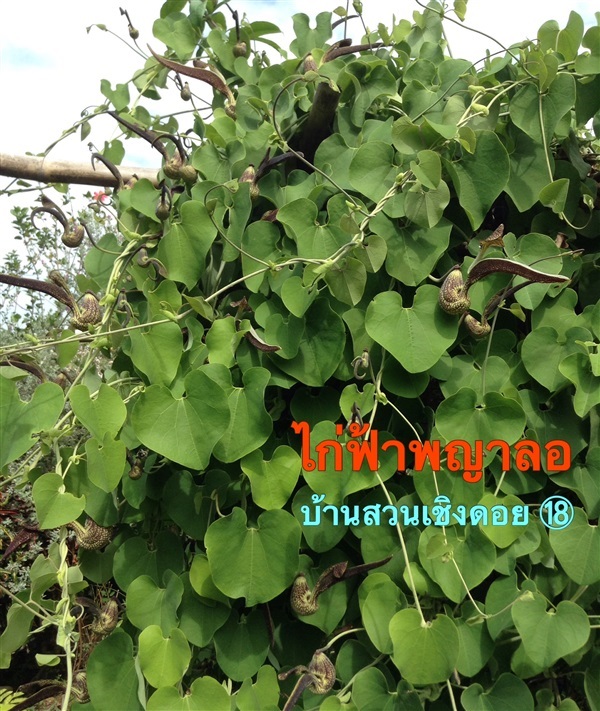 ไก่ฟ้าพญาลอ | บ้านสวนเชิงดอย/Home18 - สองพี่น้อง สุพรรณบุรี