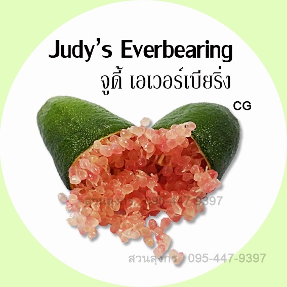 มะนาวคาเวียร์ Judy's Everbearing | มะนาวนิ้วมือ สวนลุงกร - เมืองสิงห์บุรี สิงห์บุรี