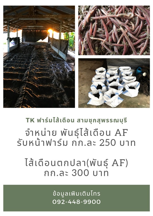 พันธุ์ไส้เดือน AF กก.ละ 250 บาท   | TK-ฟาร์มไส้เดือน - สามชุก สุพรรณบุรี