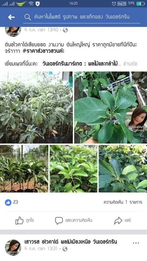 จำหน่ายต้นอโวคาโด้พันธุ์แฮส avocados hass ราคาส่งจำนวนมาก | วันเดอร์กรีน - เชียงดาว เชียงใหม่