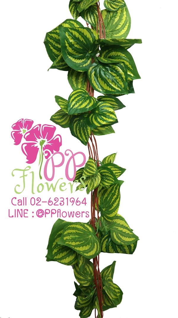 เถาวัลย์ใบแตงโม สีเขียวอ่อน 5 เส้น | PP Flowers  - สัมพันธวงศ์ กรุงเทพมหานคร