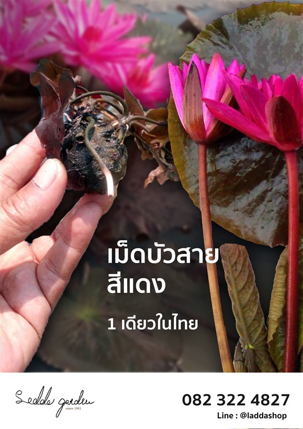 เม็ดบัวสายสีแดง (สำหรับปลูก) | laddagarden - ลาดหลุมแก้ว ปทุมธานี