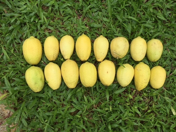 เลม่อนสด Lemon สวนเลม่อนออร์แกนิกไม่ใช้สารเคมี (มีตลอดปี) | Nanthapak Garden - คลองสามวา กรุงเทพมหานคร