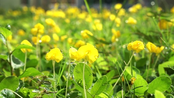 ถั่วบราซิล (Pinto Peanut, Arachis pintoi) | BR Garden - ถั่วบราซิล - โกสุมพิสัย มหาสารคาม