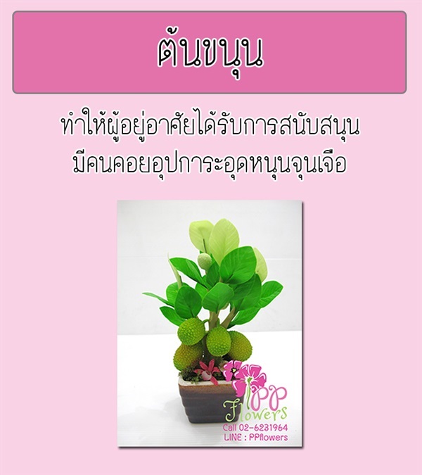 ต้นขนุน | PP Flowers  - สัมพันธวงศ์ กรุงเทพมหานคร