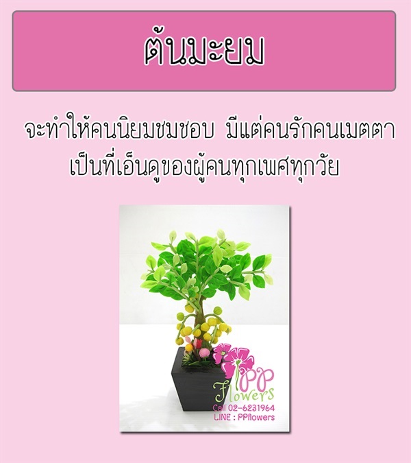 ต้นมะยม | PP Flowers  - สัมพันธวงศ์ กรุงเทพมหานคร