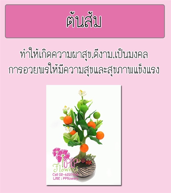 ต้นส้ม | PP Flowers  - สัมพันธวงศ์ กรุงเทพมหานคร