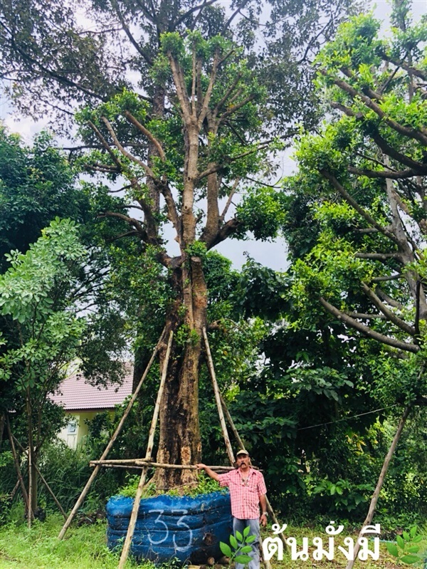 ต้นมั่งมี | ณภัทร  พันธุ์ไม้ - องครักษ์ นครนายก