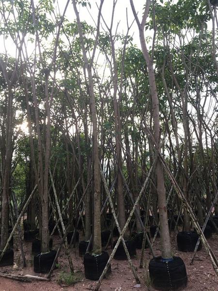 ต้นชมพูพันธุ์ทิพ | สวน ทับทิม การ์เด้นท์ - แก่งคอย สระบุรี