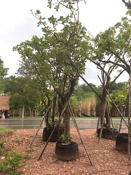 จิกน้ำ(สร้อยระย้า) | สวน ทับทิม การ์เด้นท์ - แก่งคอย สระบุรี