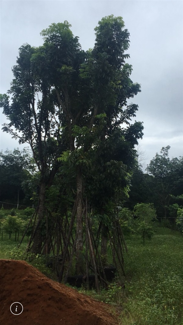 ต้นมะฮอกกานี | สวน ทับทิม การ์เด้นท์ - แก่งคอย สระบุรี