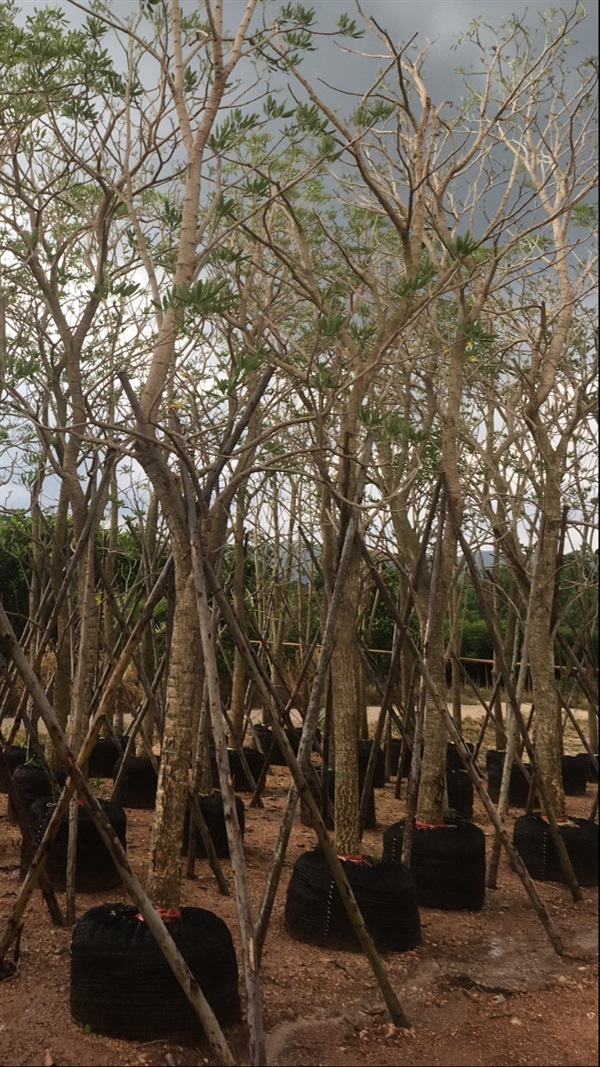 ต้นเหลืองปรีดียาธร | สวน ทับทิม การ์เด้นท์ - แก่งคอย สระบุรี