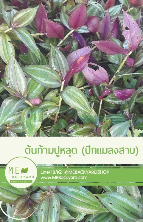 ต้นก้ามปูหลุด (ปีกแมลงสาบ) | Mebackyard -  สมุทรสาคร